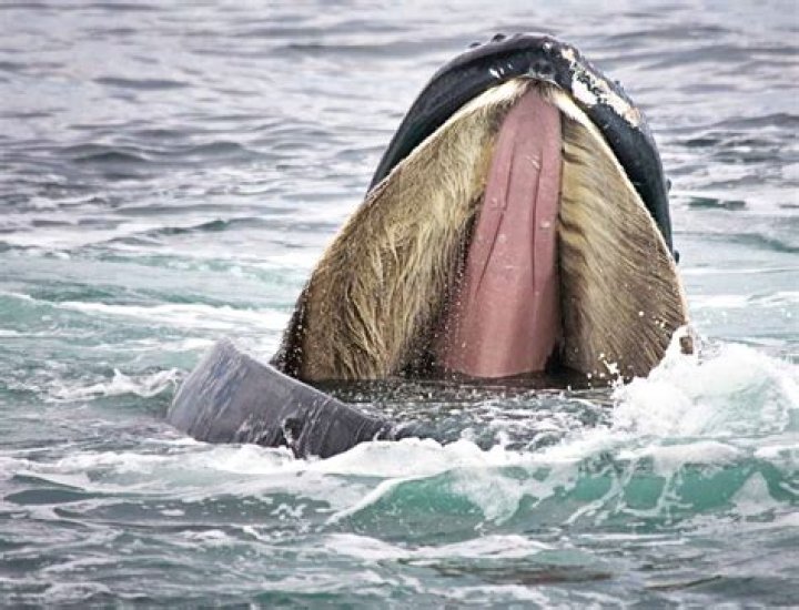 How do humpbacks sleep?